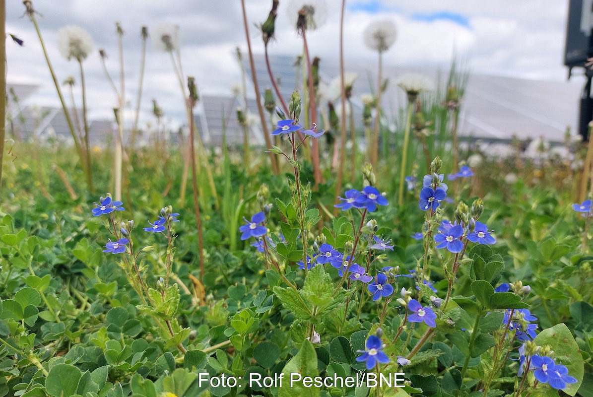 Gamanda Ehrenpreis für Biodiversität in PV-Anlage