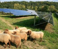 Eine Schafherde vor einer Solaranlagen im Grünen.