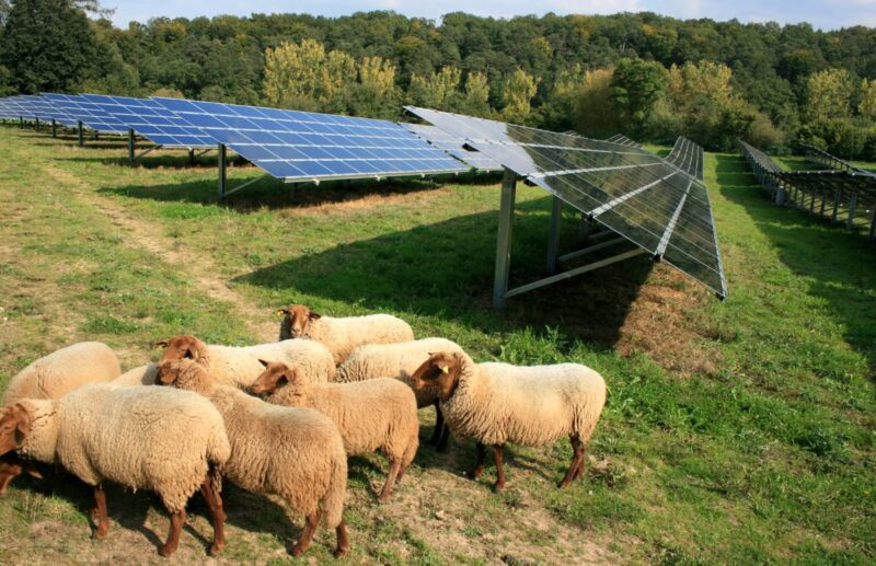 Eine Schafherde vor einer Solaranlagen im Grünen.