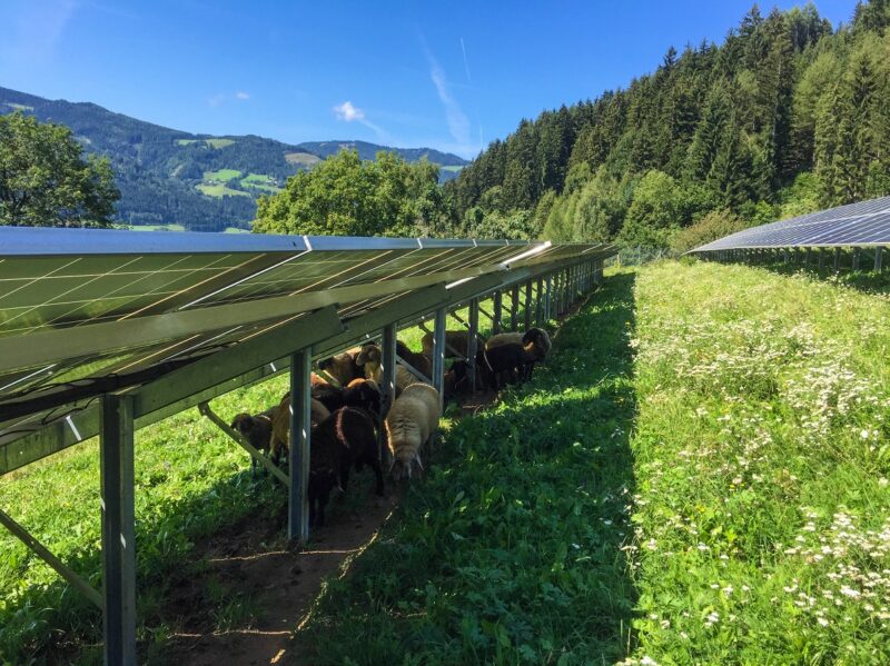 Zu sehen ist ein mit Schafen besetzter Photovoltaik-Solarpark von eco-tec.at. In Zukunft soll Photovoltaik und Blumenwiese kombiniert werden.