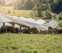 Schafe grasen auf einer Wiese, die von aufgeständeretn PV-Modulen überbaut ist.