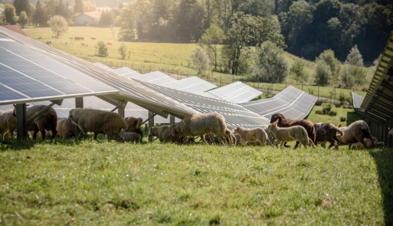 Schafe grasen auf einer Wiese, die von aufgeständeretn PV-Modulen überbaut ist.