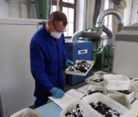 Mann mit Mundschutz sortiert geschredderte Materialien.