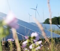 Photovoltaik-Modul aus Wiese mit Wildstaude im Vordergrund