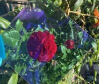 Eine knallblau behandschuhte Hand hält ein semitransparentes, quadratisches Stück eines organischen PV-Moduls vor eine rote Rose; Blüte und Blätter bleiben durch das Modul sichtbar.