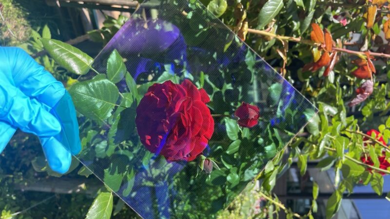 Eine knallblau behandschuhte Hand hält ein semitransparentes, quadratisches Stück eines organischen PV-Moduls vor eine rote Rose; Blüte und Blätter bleiben durch das Modul sichtbar.